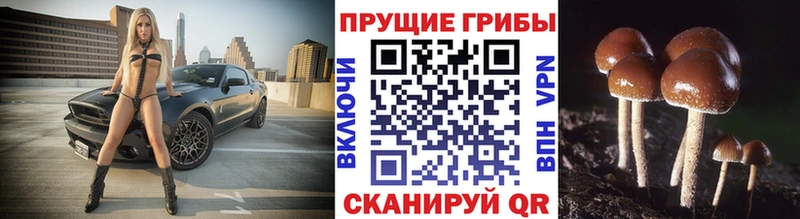 купить наркотик  Малоярославец  Псилоцибиновые грибы Psilocybe 